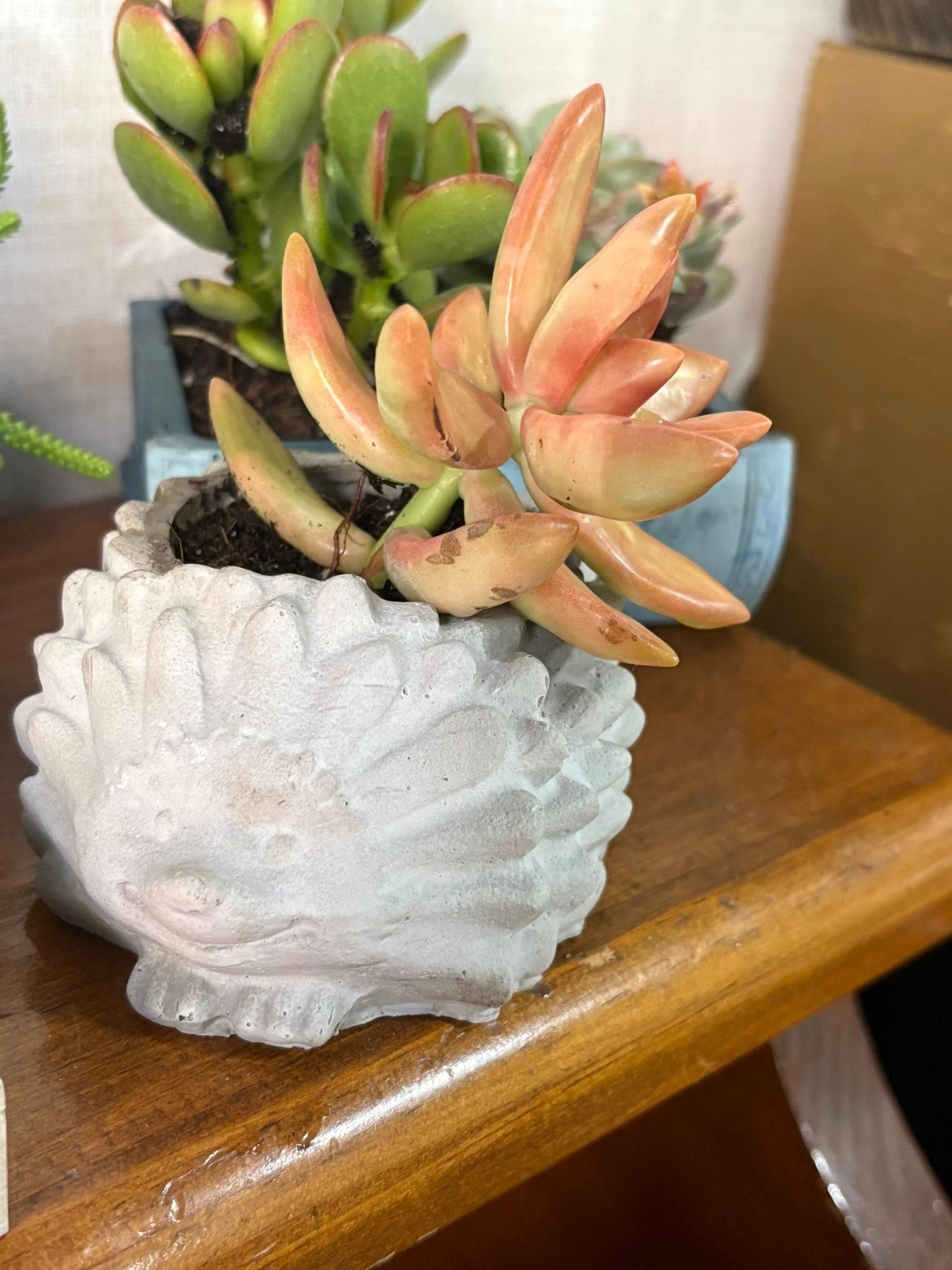 May 22, 23, 24: Cement Mini Planters Workshop ($30)