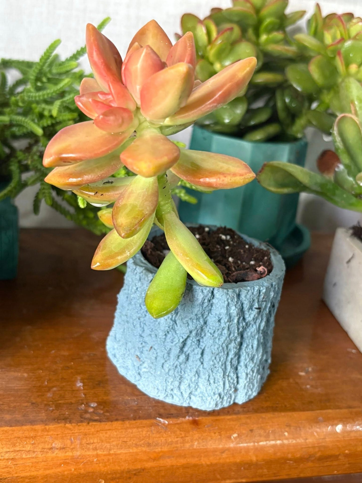 May 22, 23, 24: Cement Mini Planters Workshop ($30)