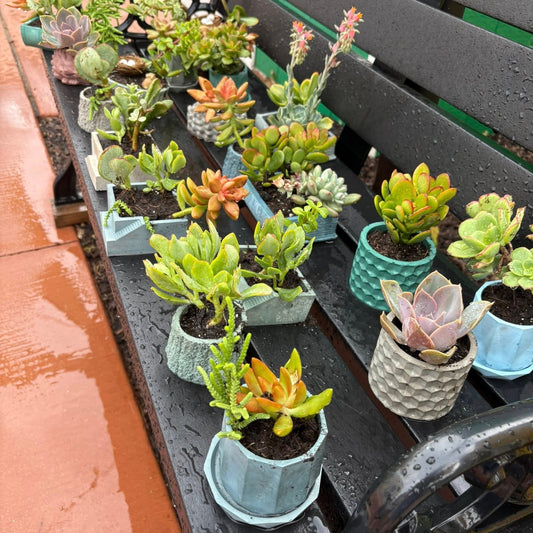 Row of potted succulents on a black metal bench outdoors.