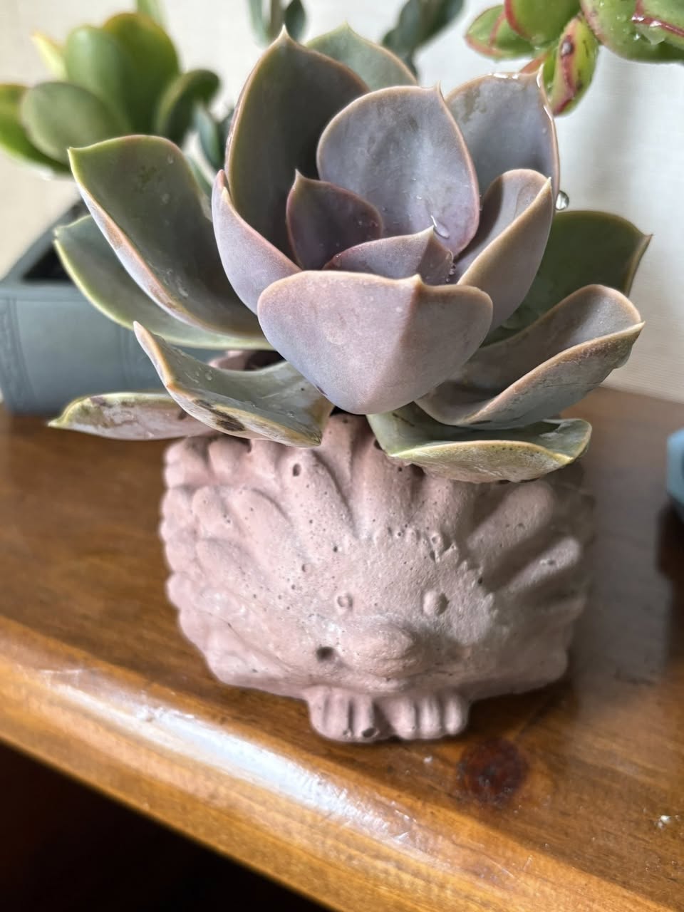 May 22, 23, 24: Cement Mini Planters Workshop ($30)