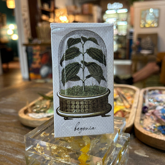 Begonia mathcbox